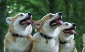 Corgies Juni ´08 208 (1).jpg